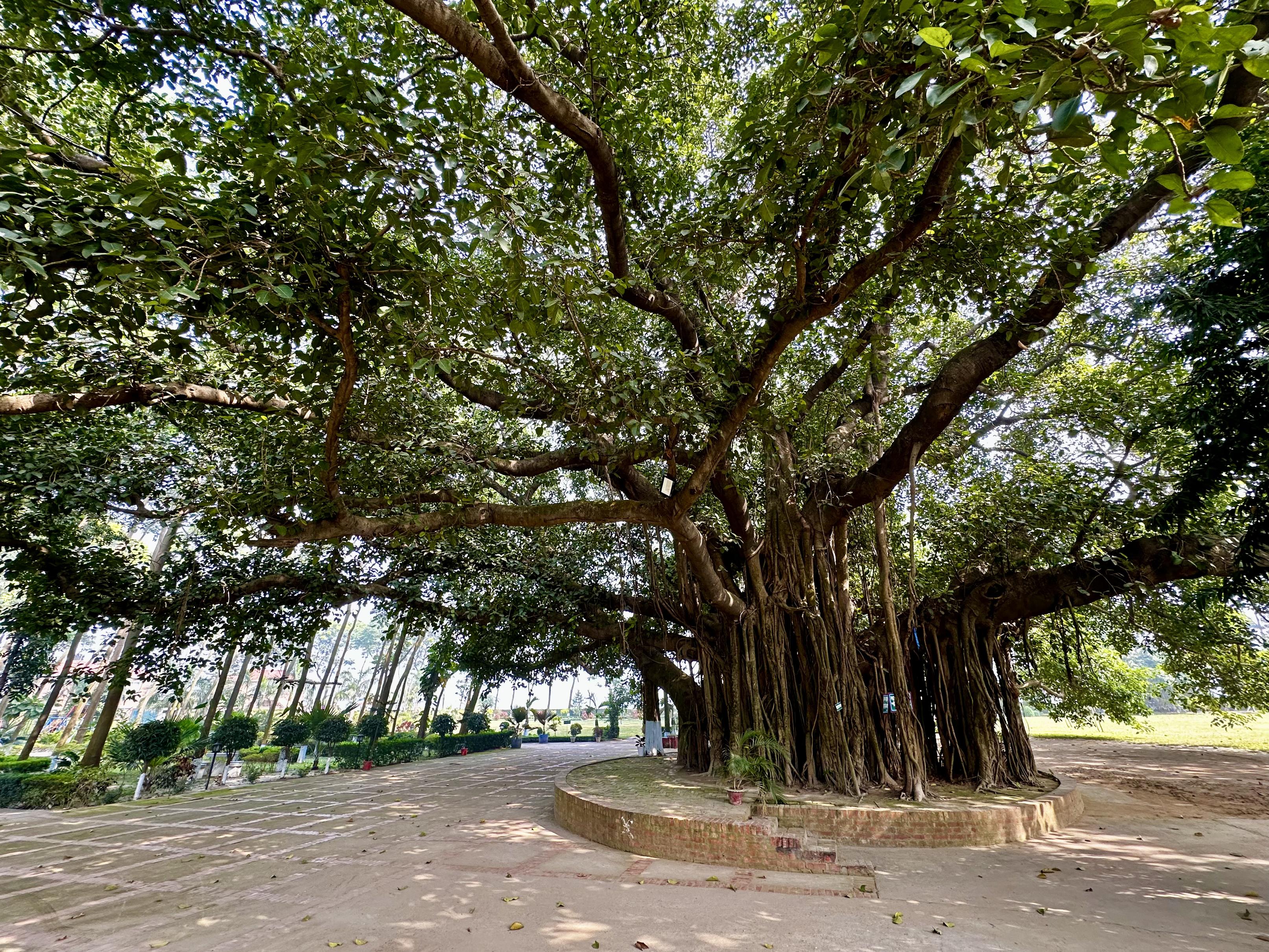 Centuries-old banyan tree at Barnochata, a lush resort and Dhaka hotel in Savar, providing a shaded gathering spot for guests.